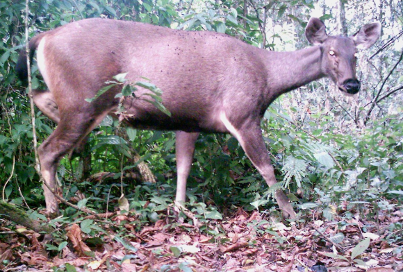 Sambar