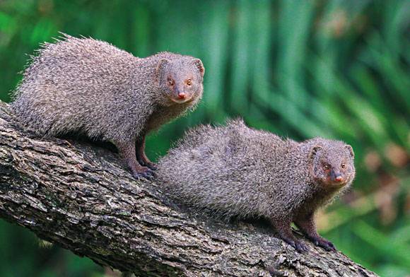 Indian grey mongoose Herpestes edwardsi