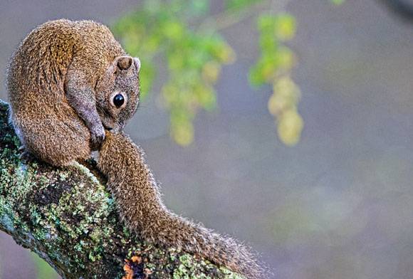 Irrawaddy squirrel Callosciurus pygerythrus