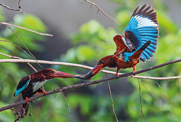 White-throathed Kingfishers Halcyon smyrnensis