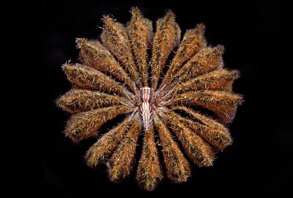 Lynx spider Oxyopidae sp.