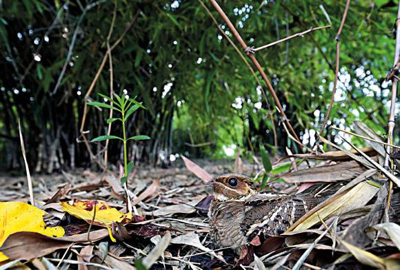 Long-tailed Nightjar Caprimulgus climacurus