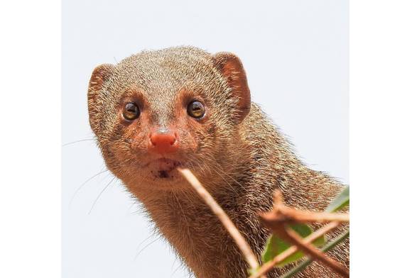 Indian Grey Mongoose