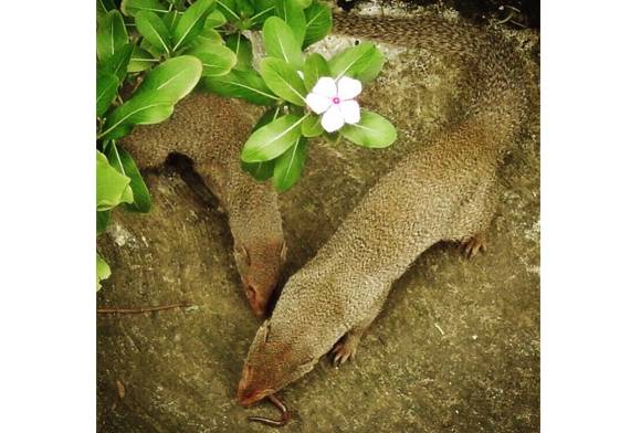 Indian Grey Mongoose