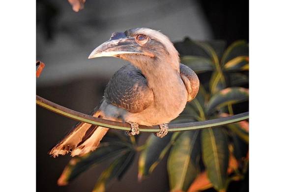 Indian Grey Hornbill