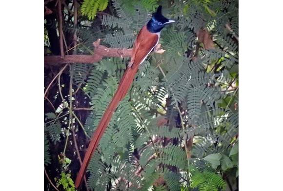Asian Paradise Flycatcher