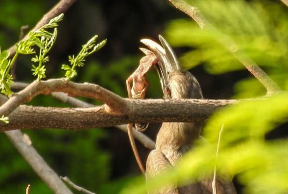 Indian Grey Hornbill