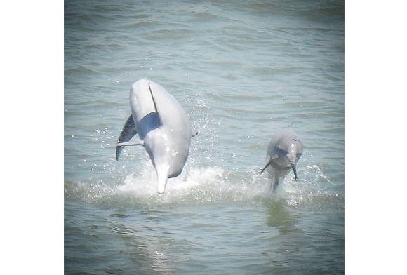 Indian Ocean Humpback Dolphin