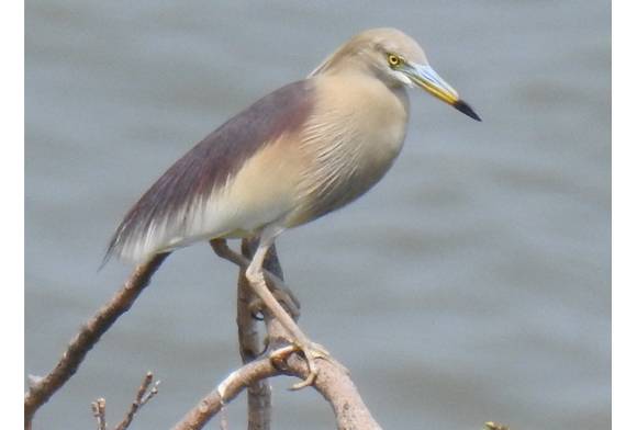 Pond Heron