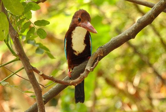 White-throated Kingfisher