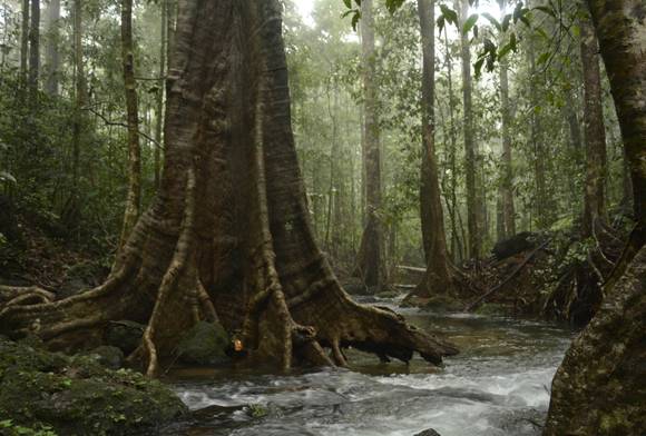 A vital carbon sink