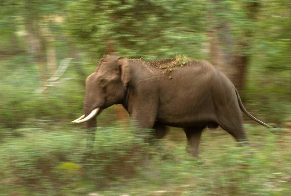 Elephant corridor