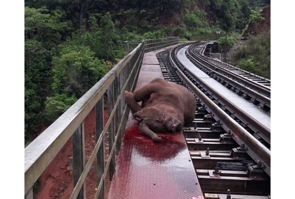 The casualties - elephant