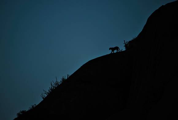 Indian leopard