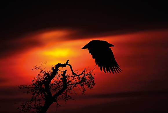Steppe Eagle