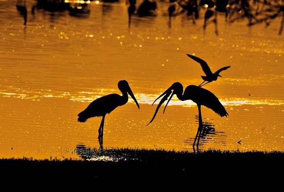 Painted Stork