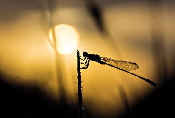 Dragonflies and damselflies
