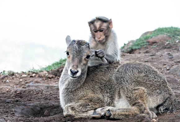 Macaque and tahr