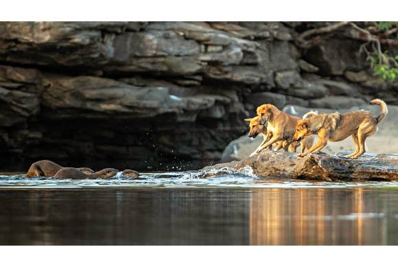 Otters and dogs