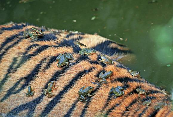 Bullfrogs and tiger