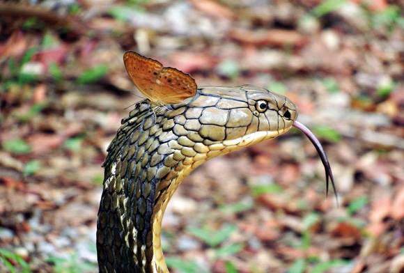Butterfly and cobra
