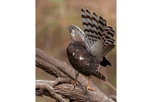 A PREEN A DAY