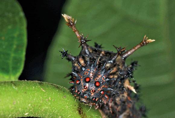 Commander Butterfly Caterpillar