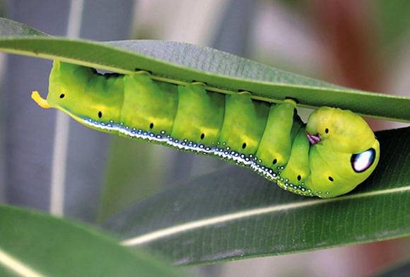 Hawk-moth Caterpillar