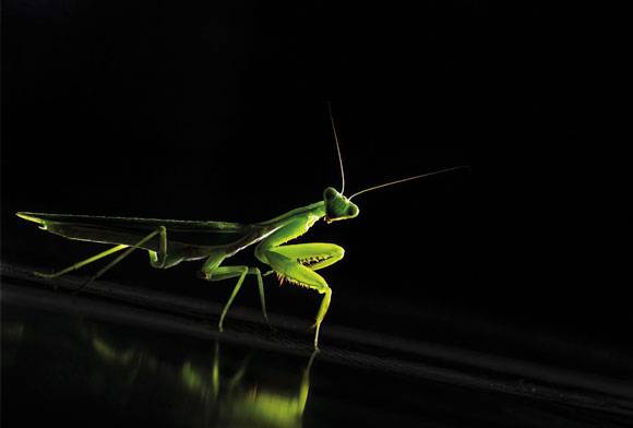 Praying Mantis