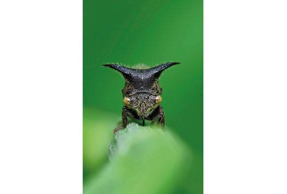 Treehopper