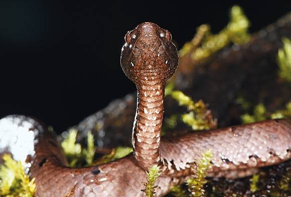 Hump-nosed pit viper