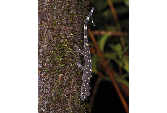Juvenile Prashad's gecko