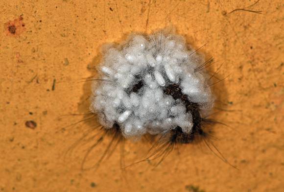 Parasitic wasp pupa on moth caterpillar
