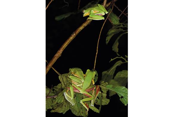 Mating ball of Malabar gliding frog