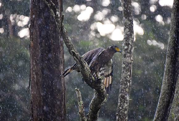 Crested Serpent Eagle