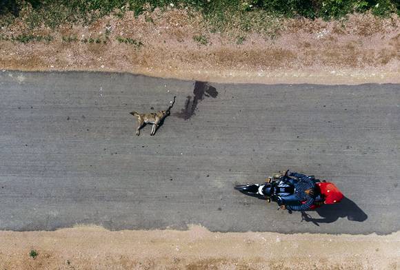 GOLDEN JACKAL