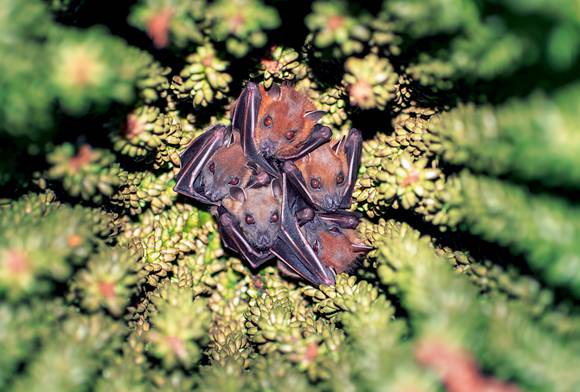 Indian Flying Fox Bats