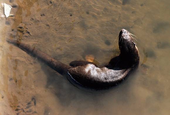 Smooth-coated otter