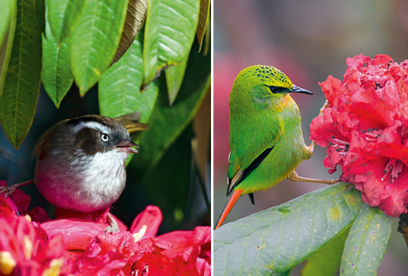 White-browed Fulvetta and Fire-tailed Myzornis