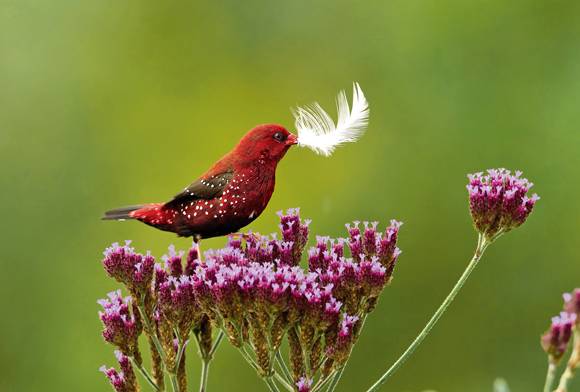 Red Avadavat