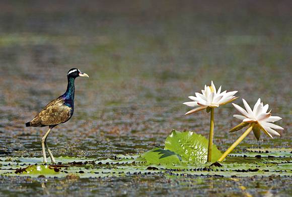 Bronze-winged Jacana