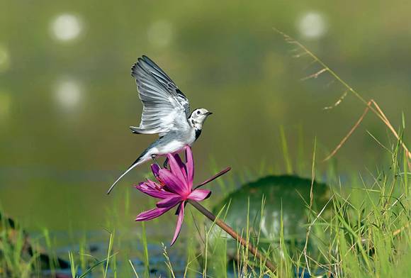 White Wagtail
