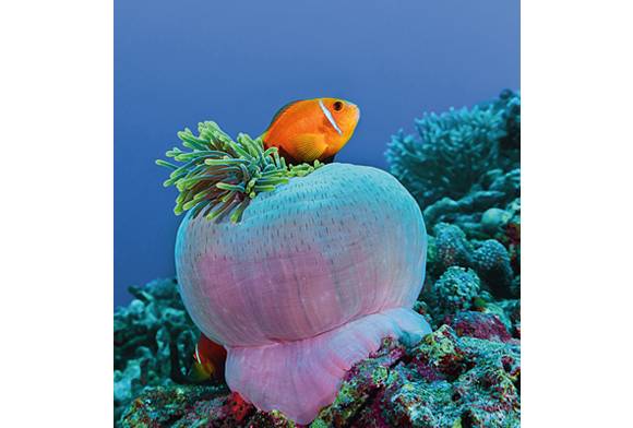 Sea Anemones