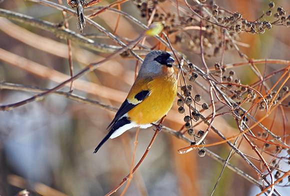 Orange Bullfinch
