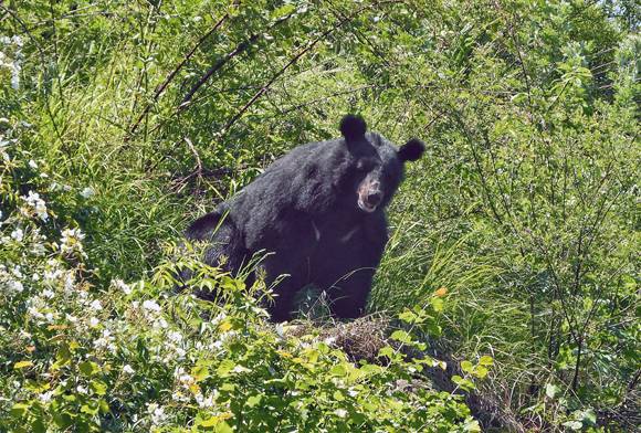 Himalayan Black Bear