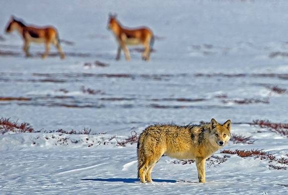 Tibetan Wolf