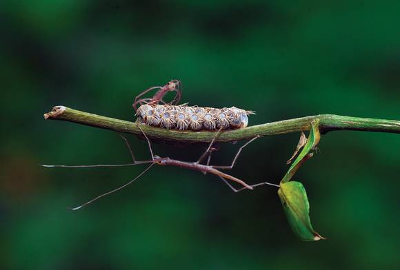 Stick Insects and Eggs