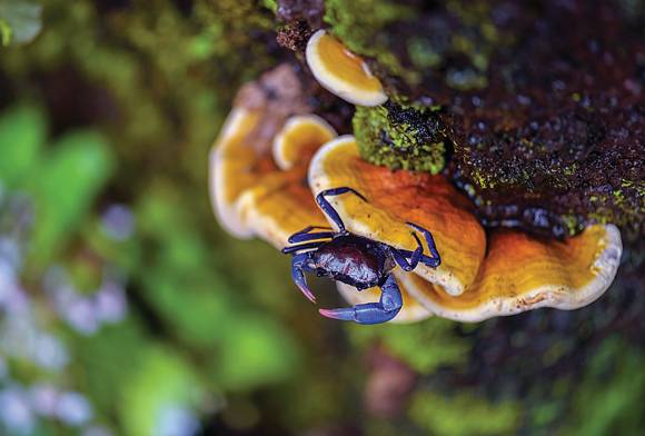 Purple Tree Crab