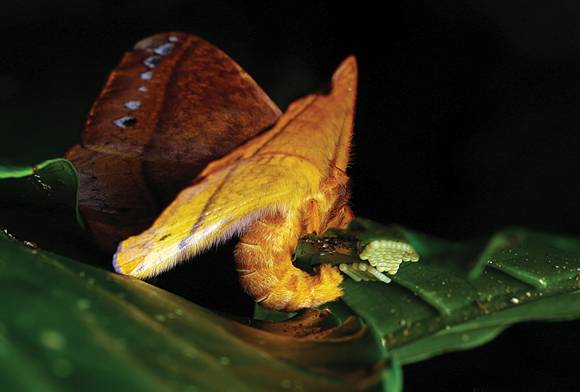 Tussock Moth