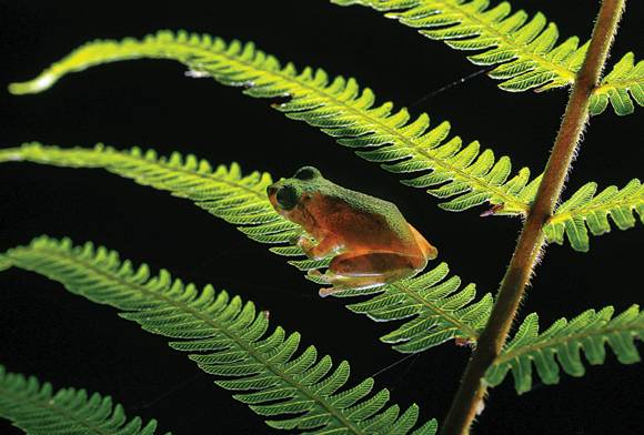 Green Bush Frog